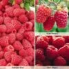 Raspberry Full Season Collection British Bred