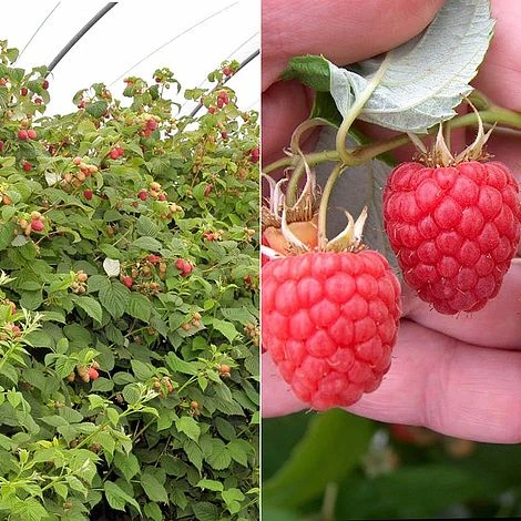Raspberry 'Glen Fyne' (Summer Fruiting) 1 Raspberry 'Glen Fyne' (Summer Fruiting)