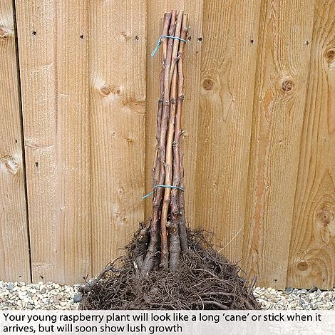 Raspberry 'Glen Fyne' (Summer Fruiting) 2 Raspberry 'Glen Fyne' (Summer Fruiting) - Image 2