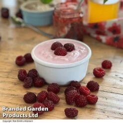 Rubus 'Hararasp' (Raspberry Tree) 9 Rubus 'Hararasp' (Raspberry Tree) -Green Haven Shop RASP TREERASPB H43103