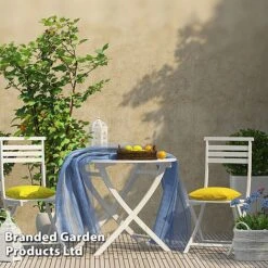 Rubus 'Hararasp' (Raspberry Tree) 13 Rubus 'Hararasp' (Raspberry Tree) -Green Haven Shop RASP TREERASPB H44901