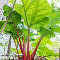 Rhubarb Taster's Collection -Green Haven Shop RHUB KC4676 C