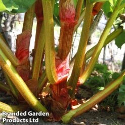 Rhubarb Taster's Collection -Green Haven Shop RHUB KC4676 D