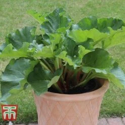 Rhubarb 'Sanvitos®' Duo 11 Rhubarb 'Sanvitos®' Duo -Green Haven Shop RHUBARB 32