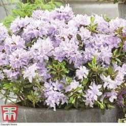 Rhododendron 'Summer Blues Collection' -Green Haven Shop Rhododendron Summer Blues Gristede