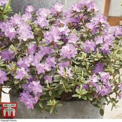 Rhododendron 'Summer Blues Collection' -Green Haven Shop Rhododendron Summer Blues Ramapo