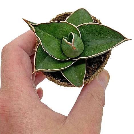 Samurai Dwarf Snake Plant - Rare Houseplant - 6cm Pot - Sansevieria Samurai 2 Samurai Dwarf Snake Plant - Rare Houseplant - 6cm Pot - Sansevieria Samurai - Image 2