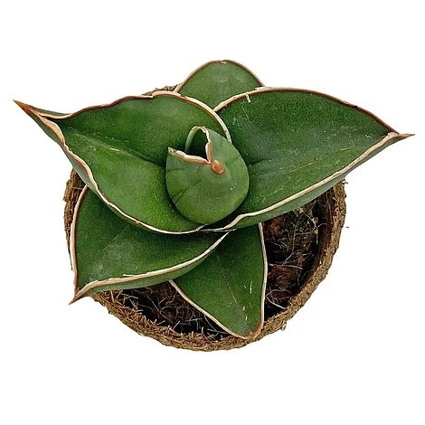 Samurai Dwarf Snake Plant - Rare Houseplant - 6cm Pot - Sansevieria Samurai 4 Samurai Dwarf Snake Plant - Rare Houseplant - 6cm Pot - Sansevieria Samurai - Image 4