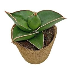 Samurai Dwarf Snake Plant - Rare Houseplant - 6cm Pot - Sansevieria Samurai 9 Samurai Dwarf Snake Plant - Rare Houseplant - 6cm Pot - Sansevieria Samurai -Green Haven Shop SAM 5
