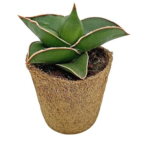 Samurai Dwarf Snake Plant - Rare Houseplant - 6cm Pot - Sansevieria Samurai 1 Samurai Dwarf Snake Plant - Rare Houseplant - 6cm Pot - Sansevieria Samurai