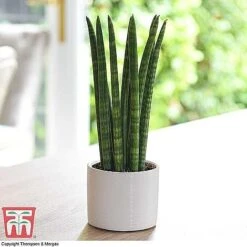 Easy Care Houseplant Collection -Green Haven Shop SANS KB1128 A1