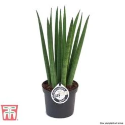 Sansevieria Cylindrica 'Straight' -Green Haven Shop SANS KB1128 C