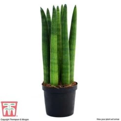 Sansevieria Cylindrica 'Straight' -Green Haven Shop SANS KB1128 D