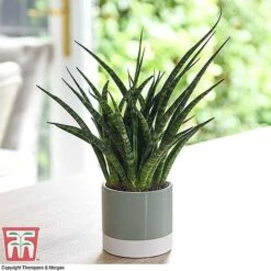 Easy Care Houseplant Collection -Green Haven Shop SANSF KB1720 A1