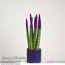 Sansevieria Cylindrica 'Straight' Carnival Colour -Green Haven Shop SANS COLCARNIV T38942