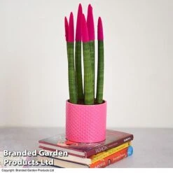 Sansevieria Cylindrica 'Straight' Carnival Colour -Green Haven Shop SANS COLCARNIV T38943