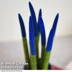 Sansevieria Cylindrica 'Straight' Carnival Colour -Green Haven Shop SANS COLCARNIV T38945