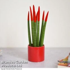 Sansevieria Cylindrica 'Straight' Carnival Colour -Green Haven Shop SANS COLCARNIV T38947