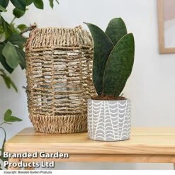 Sansevieria Masoniana 'Victoria'