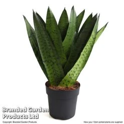 Sansevieria Zeylanica -Green Haven Shop SANS ZEYLA12CM T48483