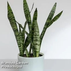 Sansevieria Zeylanica -Green Haven Shop SANS ZEYLANICA W45795