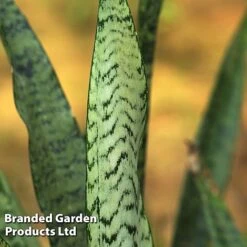 Sansevieria Zeylanica -Green Haven Shop SANS ZEYLANICA W45796