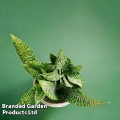 Sansevieria Zeylanica -Green Haven Shop SANS ZEYLANICA WKB9078