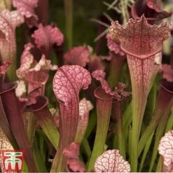 Sarracenia Leucophylla -Green Haven Shop SARR TKA2938 A