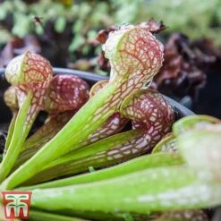 Sarracenia Leucophylla -Green Haven Shop SARR TKA2938 B