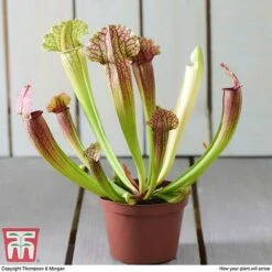 Sarracenia Leucophylla -Green Haven Shop SARR TKA2938 E