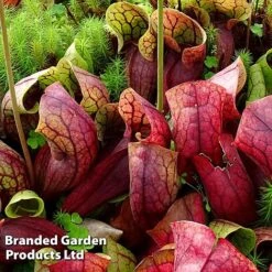 Sarracenia Purpurea Var. Montana -Green Haven Shop SARR MONTANA W46837