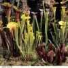 Sarracenia (Pitcher Plant) Mix