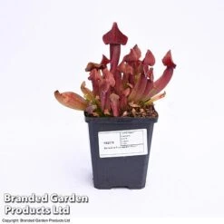 Sarracenia Purpurea -Green Haven Shop SARR PURPUR9CM T41631