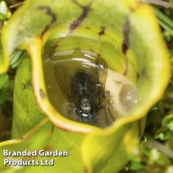 Sarracenia Purpurea -Green Haven Shop SARR PURPUREA W38122