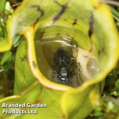 Sarracenia (Pitcher Plant) Mix 9 Sarracenia (Pitcher Plant) Mix -Green Haven Shop SARR PURPUREA W381221