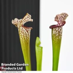 Sarracenia X Stevensii -Green Haven Shop SARR STEVENSII T49844