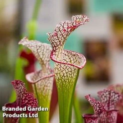 Sarracenia X Stevensii -Green Haven Shop SARR STEVENSII W48108