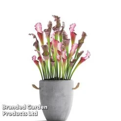 Sarracenia X Stevensii -Green Haven Shop SARR STEVENSII W48109