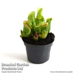 Sarracenia Purpurea Subsp. Venosa -Green Haven Shop SARR VENOSA9CM T48493
