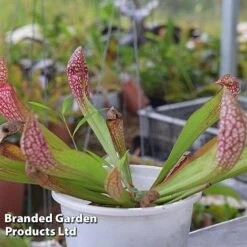 Sarracenia 'Wrigleyana' -Green Haven Shop SARR WRIGLEYAN W45414