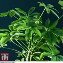 Schefflera Plant On Lava Rock In A Tray (Lova Plant) -Green Haven Shop SCH WKB4656 C