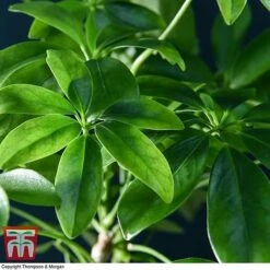 Schefflera Plant On Lava Rock In A Tray (Lova Plant) -Green Haven Shop SCH WKB4656 D