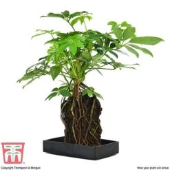 Schefflera Plant On Lava Rock In A Tray (Lova Plant) -Green Haven Shop SCH WKB4656 E