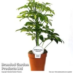Schefflera Arboricola 'Charlotte' -Green Haven Shop SCHE CHARL13CM T50736