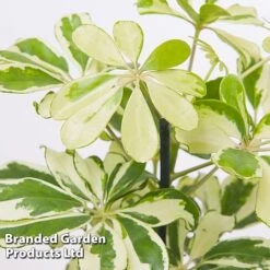 Schefflera Arboricola 'Charlotte' -Green Haven Shop SCHE CHARLOTTE W48796