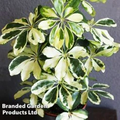Schefflera Arboricola 'Charlotte' -Green Haven Shop SCHE CHARLOTTE W49342