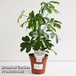 Schefflera Arboricola 'Nora' -Green Haven Shop SCHE NORA13CM T44733