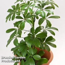 Schefflera Arboricola 'Nora' -Green Haven Shop SCHE NORA13CM WKF1180