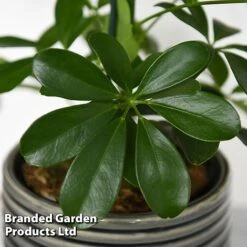 Schefflera Arboricola 'Nora' -Green Haven Shop SCHE NORA T44736