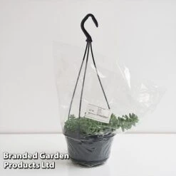 Sedum Morganianum 'Burrito' 11 Sedum Morganianum 'Burrito' -Green Haven Shop SEDU BURRI14CM T44717